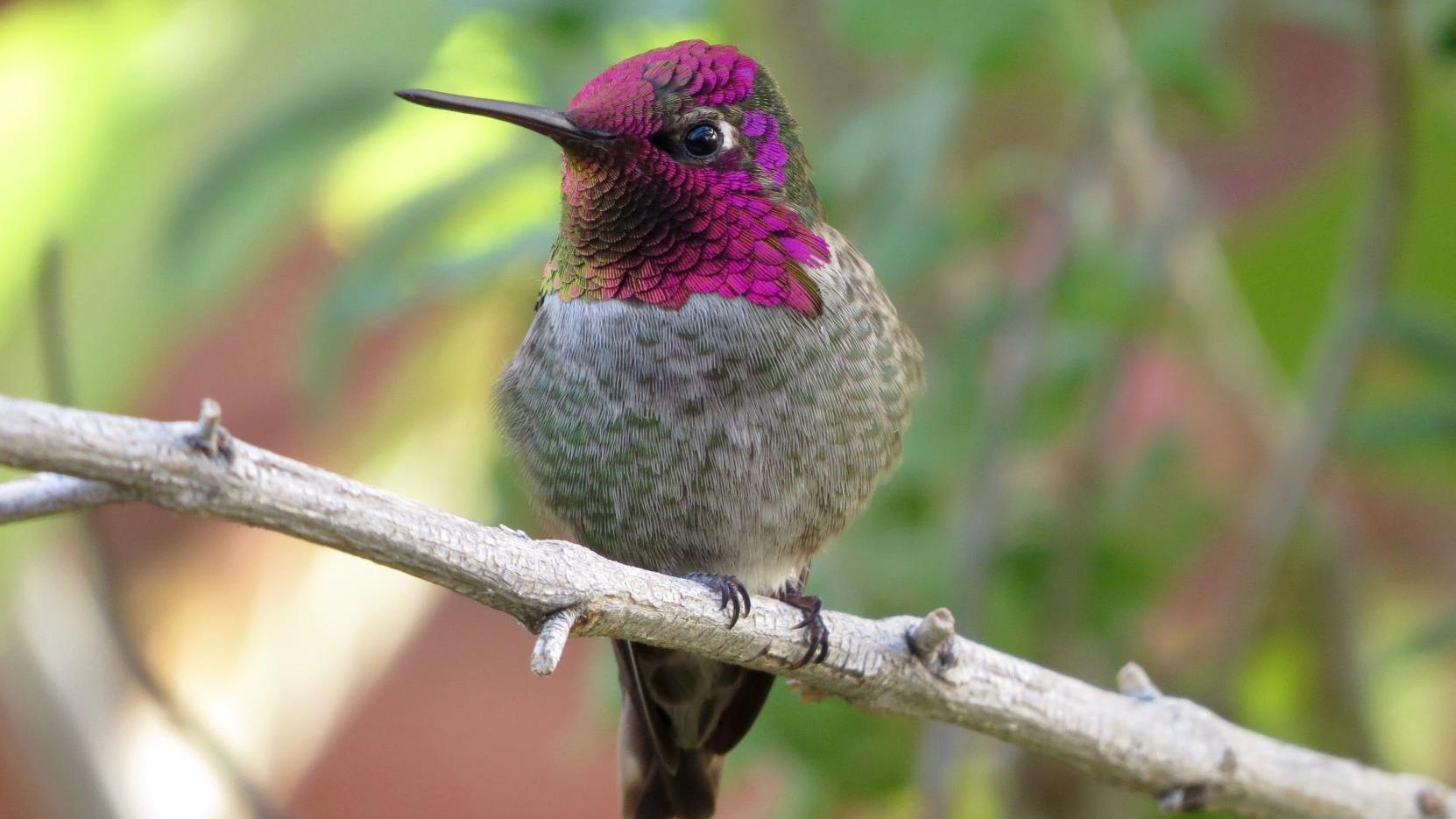 Get to know region's winged wildlife at Tucson Meet Your Birds event